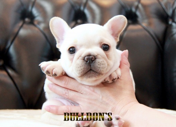 ID:FB1681　フレンチブルドッグ専門ブリーダーBULLDON’Sサムネイル