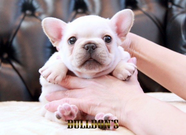 ID:FB1682　フレンチブルドッグ専門ブリーダーBULLDON’Sサムネイル
