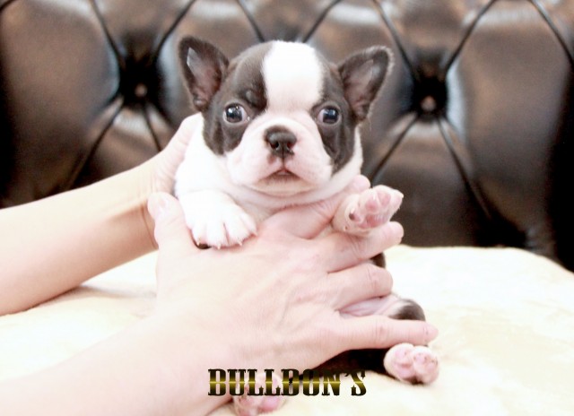 ID:BT492 ボストンテリア専門ブリーダーBULLDON’Sサムネイル