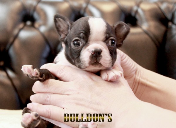 ID:BT494 ボストンテリア専門ブリーダーBULLDON’Sサムネイル