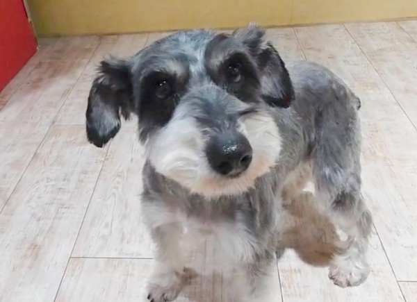 ID:60　パナ　引退犬Miniature Schnauzerサムネイル