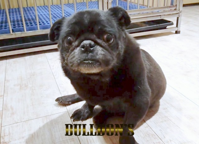 ID:52　ファイア　引退犬Pugサムネイル