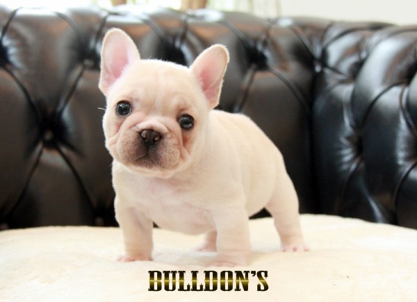ID:FB1688　フレンチブルドッグ専門ブリーダーBULLDON’Sサムネイル