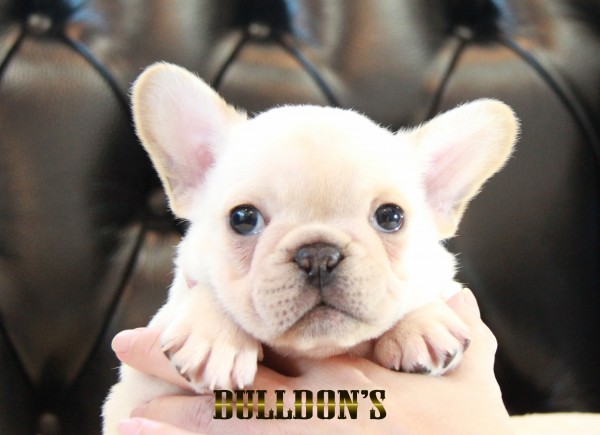 ID:FB1690　フレンチブルドッグ専門ブリーダーBULLDON’Sサムネイル