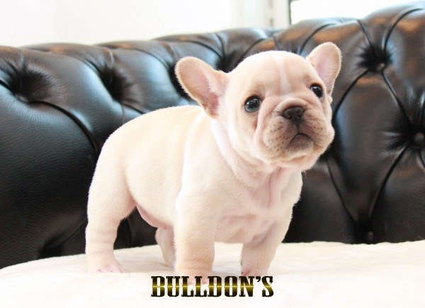 ID:FB1691　フレンチブルドッグ専門ブリーダーBULLDON’Sサムネイル