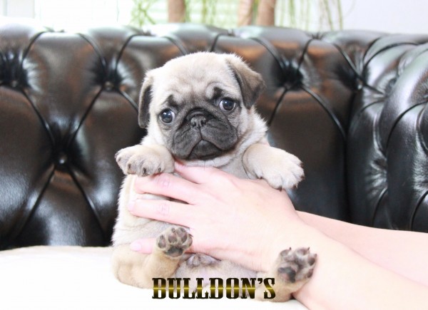 ID:PG718　パグ専門ブリーダーBULLDON’Sサムネイル