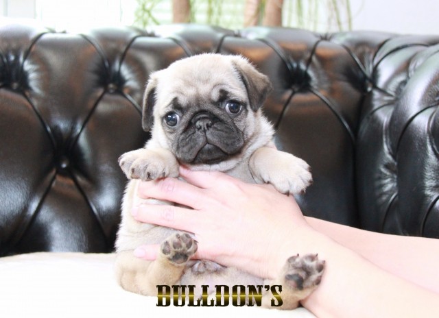 ID:PG718　パグ専門ブリーダーBULLDON’Sサムネイル