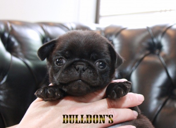 ID:PG716　パグ専門ブリーダーBULLDON’Sサムネイル