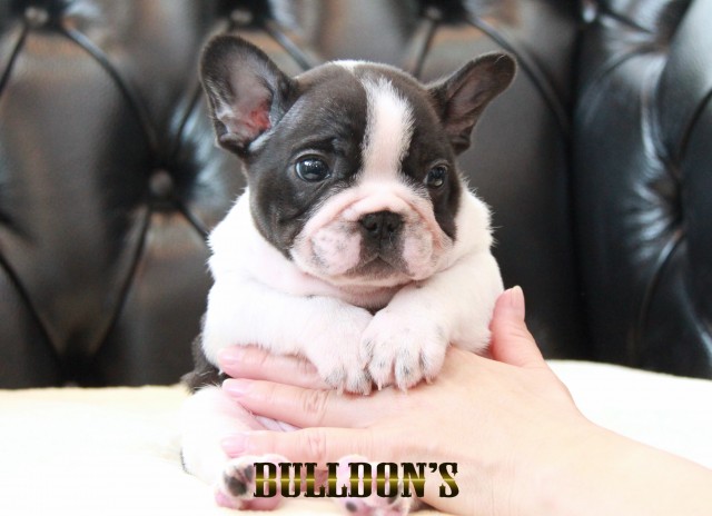 ID:FB1686　フレンチブルドッグ専門ブリーダーBULLDON’Sサムネイル