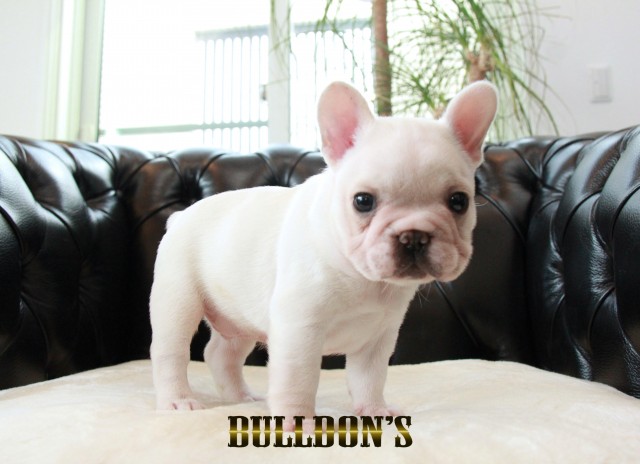 ID:FB1687　フレンチブルドッグ専門ブリーダーBULLDON’S　販売中！サムネイル