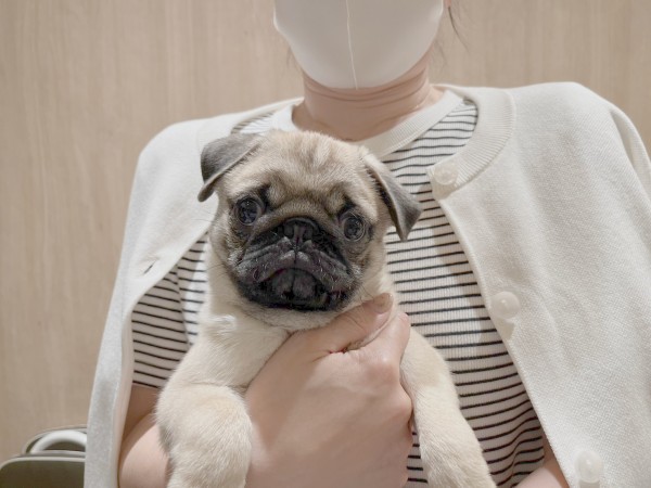 ★東京都のお客様★パグのたけしちゃん！サムネイル