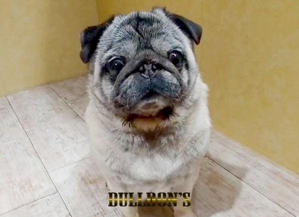 ID:51　花　引退犬Pugサムネイル