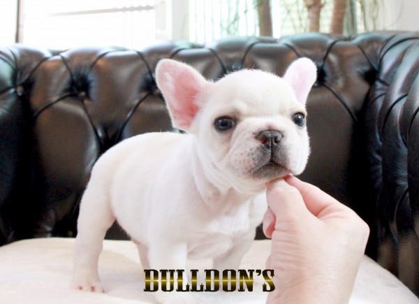 ID:FB1692　フレンチブルドッグ専門ブリーダーBULLDON’Sサムネイル