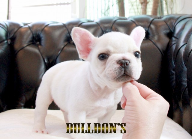ID:FB1692　フレンチブルドッグ専門ブリーダーBULLDON’Sサムネイル