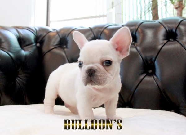 ID:FB1694　フレンチブルドッグ専門ブリーダーBULLDON’Sサムネイル
