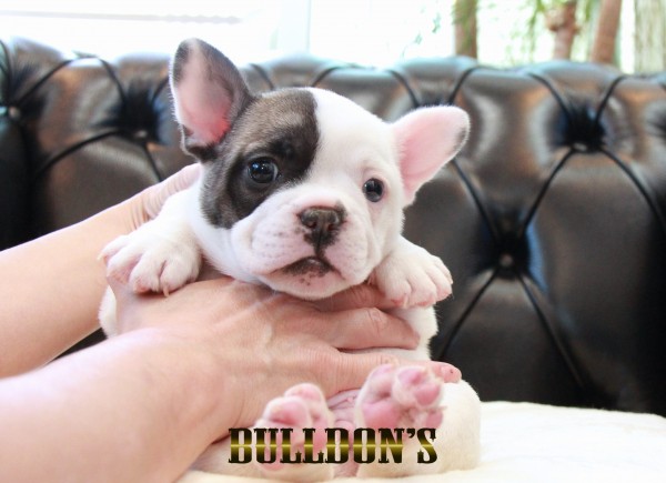 ID:FB1695　フレンチブルドッグ専門ブリーダーBULLDON’Sサムネイル