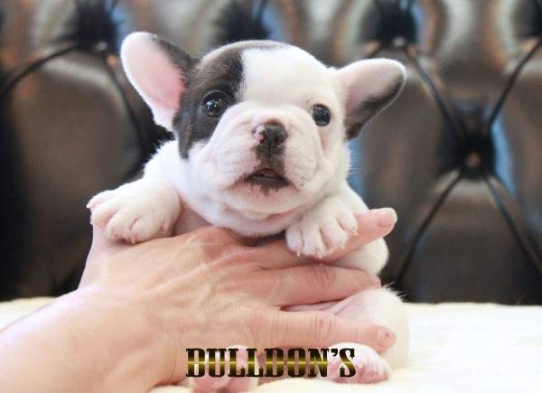 ID:FB1696　フレンチブルドッグ専門ブリーダーBULLDON’Sサムネイル