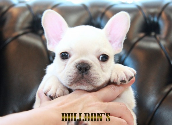 ID:FB1697　フレンチブルドッグ専門ブリーダーBULLDON’Sサムネイル