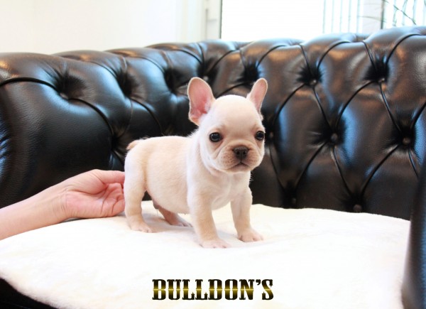 ID:FB1698　フレンチブルドッグ専門ブリーダーBULLDON’Sサムネイル