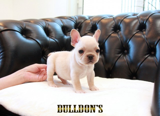 ID:FB1698　フレンチブルドッグ専門ブリーダーBULLDON’Sサムネイル
