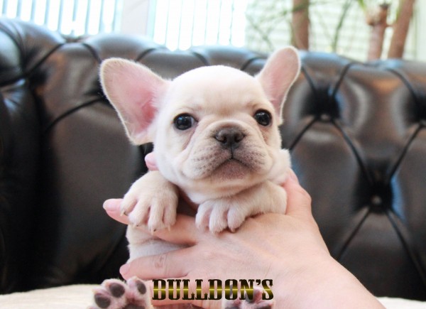ID:FB1700　フレンチブルドッグ専門ブリーダーBULLDON’Sサムネイル