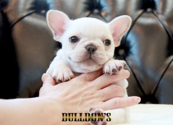 ID:FB1701　フレンチブルドッグ専門ブリーダーBULLDON’Sサムネイル