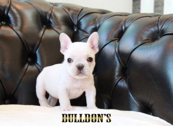 ID:FB1702　フレンチブルドッグ専門ブリーダーBULLDON’Sサムネイル