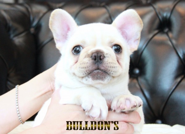 ID:FB1705　フレンチブルドッグ専門ブリーダーBULLDON’Sサムネイル