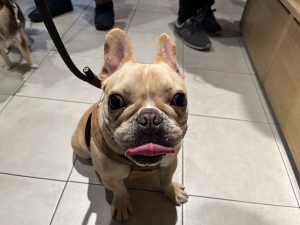 出身犬のこむぎちゃんが豊洲店に来店！サムネイル