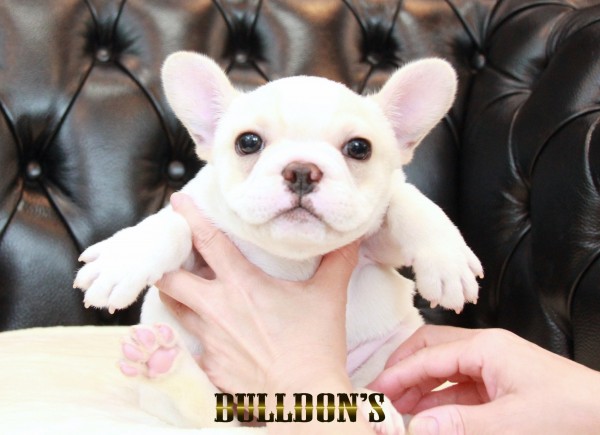 ID:FB1707　フレンチブルドッグ専門ブリーダーBULLDON’Sサムネイル