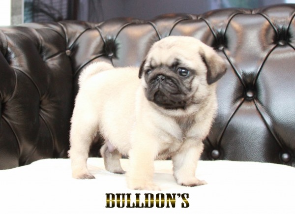 ID:PG719　パグ専門ブリーダーBULLDON’Sサムネイル