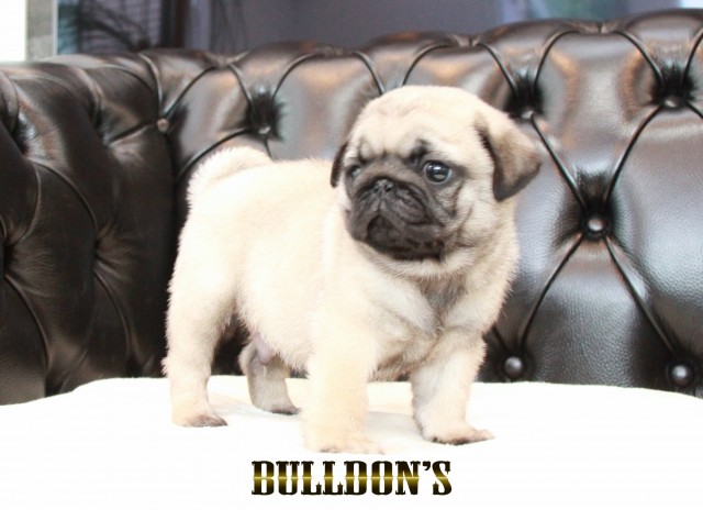 ID:PG719　パグ専門ブリーダーBULLDON’Sサムネイル
