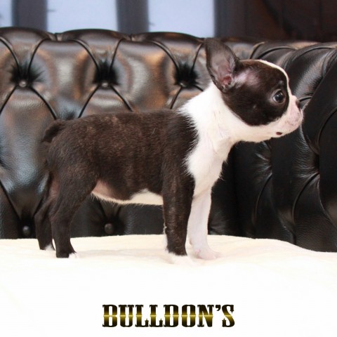 ID:BT498 ボストンテリア専門ブリーダーBULLDON'S