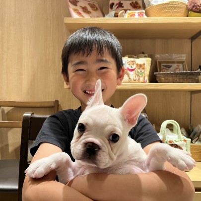 ★東京都のお客様★フレンチブルドッグのゴローちゃん！サムネイル