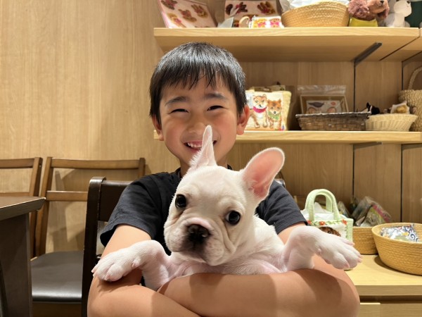 ★東京都のお客様★フレンチブルドッグのゴローちゃん！サムネイル
