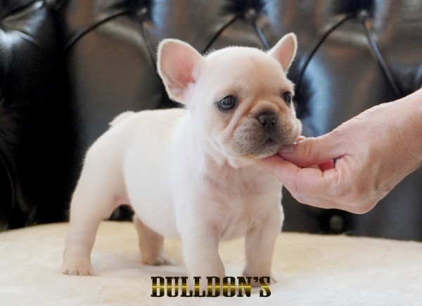 ID:FB1719　フレンチブルドッグ専門ブリーダーBULLDON’Sサムネイル