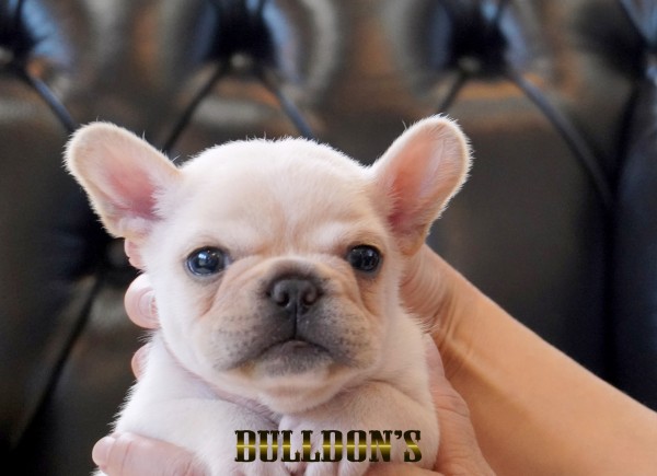 ID:FB1720　フレンチブルドッグ専門ブリーダーBULLDON’Sサムネイル