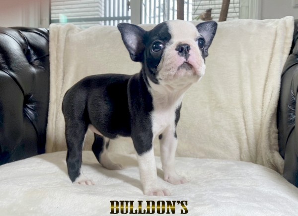 ID:BT500　ボストンテリア専門ブリーダーBULLDON’Sサムネイル