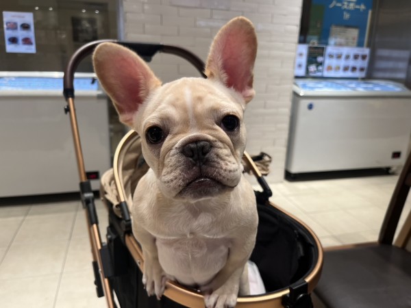 出身犬のきなこちゃん来店！サムネイル