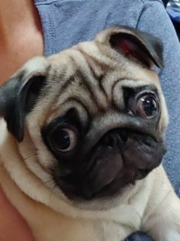 BULLDON’Sから巣立った仔犬達！サムネイル