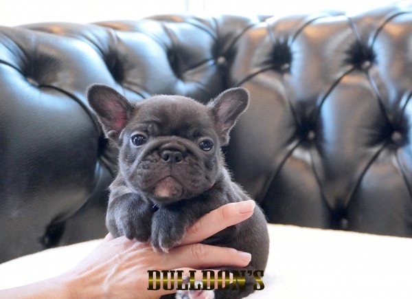 ID:FB1725　フレンチブルドッグ専門ブリーダーBULLDON’Sサムネイル