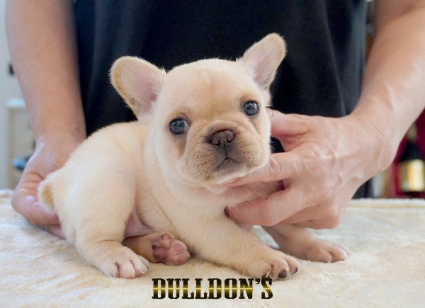 ID:FB1727　フレンチブルドッグ専門ブリーダーBULLDON’Sサムネイル