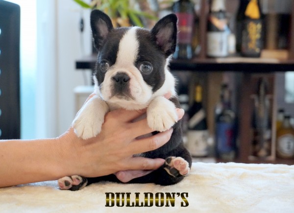 ID:BT505　ボストンテリア専門ブリーダーBULLDON’Sサムネイル