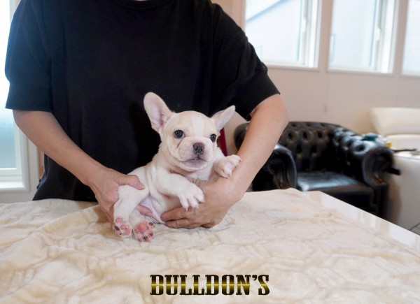 ID:FB1714　フレンチブルドッグ専門ブリーダーBULLDON’S　サムネイル