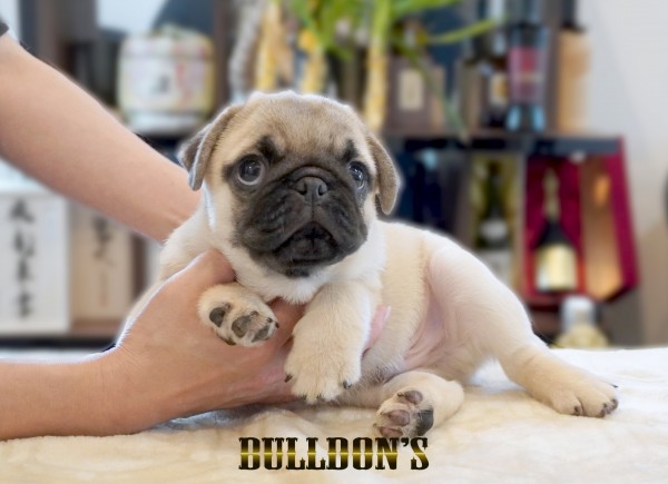 ID:PG723　パグ専門ブリーダーBULLDON’Sサムネイル