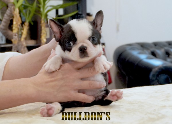 ID:BT506　ボストンテリア専門ブリーダーBULLDON’Sサムネイル