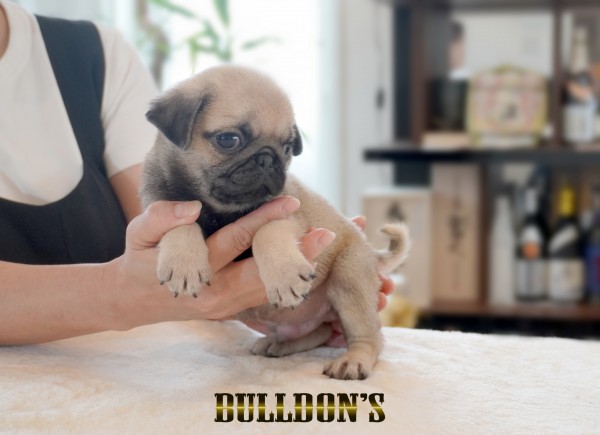 ID:PG725　パグ専門ブリーダーBULLDON’Sサムネイル