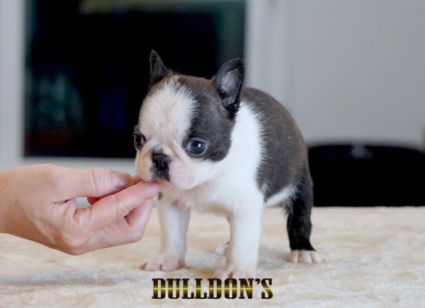 ID:BT507　ボストンテリア専門ブリーダーBULLDON’Sサムネイル