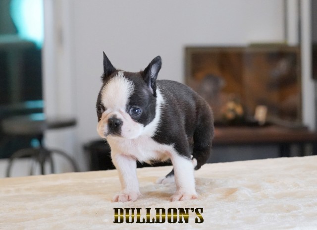 ID:BT508　ボストンテリア専門ブリーダーBULLDON’Sサムネイル