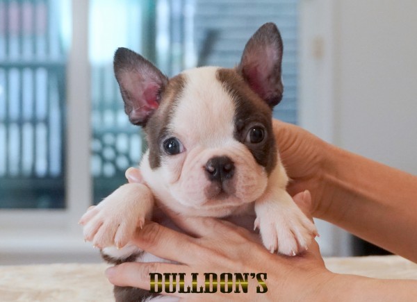 ID:BT509　ボストンテリア専門ブリーダーBULLDON’Sサムネイル